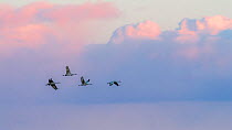 Sandhill cranes (Grus canadensis)in flight at sunset, Bosque del Apache National Wildlife Refuge, New Mexico, USA, December.