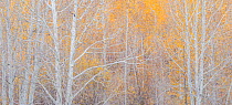 Aspens (Populus tremuloides)  in soft morning light. Utah, USA, October.