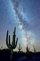 Saguaro (Carnegiea gigantea) cacti  at night with the Milky Way .  Desert National Monument, Arizona, USA, September.