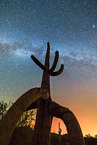 Twisted Saguaro cactus (Carnegiea gigantea) with the Milky Way and distant glow of Phoenix lights, Sonoran Desert National Monument, South Maricopa Mountains Wilderness, Arizona, USA. September 2017.
