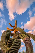 Twisted Saguaro cactus (Carnegiea gigantea) Catalina State Park, near Tucson, Arizona, USA, September.