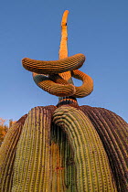 Twisted Saguaro cactus (Carnegiea gigantea) Catalina State Park, near Tucson, Arizona, USA, September.