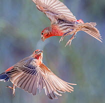 House finches (Carpodacus mexicanus) aerial territorial fight,  Santa Catalina Mountain foothills, Sonoran Desert. Arizona, USA. November. Small repro only
