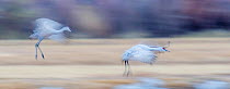 Sandhill cranes (Grus canadensis) landing at sunset, blurred motion, Bosque del Apache National Wildlife Refuge, New Mexico, USA.