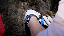 Vets attaching an ear transmitter to a male Brown bear (Ursus arctos) anaesthetised in Slovenia for a reintroduction project in the Pyrenees, Jelen Reserve, Slovenia, June, 2016.