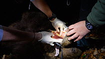 Dental examination of a male Brown bear (Ursus arctos) anaesthetised in Slovenia for a reintroduction project in the Pyrenees, Jelen Reserve, Slovenia, June, 2016.