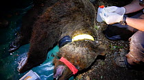 Vaccination of a male Brown bear (Ursus arctos) anaesthetised in Slovenia for a reintroduction project in the Pyrenees, Jelen Reserve, Slovenia, June, 2016.