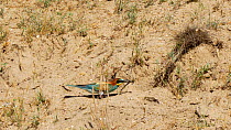 European bee eater (Merops apiaster) arriving at nest hole with dragonfly prey, Cuenca, Castile-La Mancha, Spain, June.