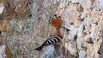 Hoopoe (Upupa epops) arriving at its nest with prey, Cuenca, Castile-La Mancha, Spain