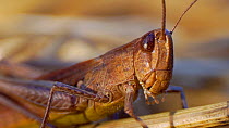 Close-up of a Grasshopper (Caelifera), Cuenca, Castile-La Mancha, Spain, June