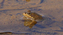 Western marsh frog (Pelophylax perezi) in a pond, Cuenca, Castile-La Mancha, Spain, August.
