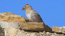 Common rock sparrow (Petronia petronia) perched near entrance to nest with food in its beak, Cuenca, Castile-La Mancha, Spain, June.