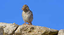 Common rock sparrow (Petronia petronia) perched near entrance to nest with food in its beak, Cuenca, Castile-La Mancha, Spain, June.