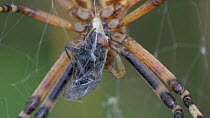Close-up of a Wasp spider (Argiope bruennichi) eating a fly caught in its web, Cuenca, Castile-La Mancha, Spain, August.