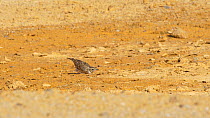 Wood lark (Lullula arborea) crouched low to the ground, runs off, Cuenca, Castile-La Mancha, Spain, June.