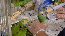 Carer feeding Blue fronted amazon (Amazona aestiva) chicks, confiscated from illegal wildlife trade, Brazil.