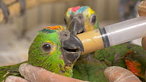Close-up of a carer feeding a Blue fronted amazon (Amazona aestiva), confiscated from illegal wildlife trade, Brazil.