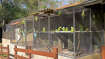 Cages containing Blue fronted amazons (Amazona aestiva), confiscated from illegal wildlife trade, Brazil.