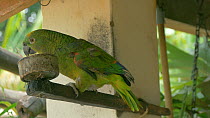 Blue fronted amazon (Amazona aestiva) with clipped wings feeding, confiscated from illegal wildlife trade, Brazil.