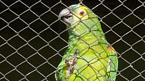 Close-up of an unreleaseable Blue fronted amazon (Amazona aestiva) in cage, confiscated from illegal wildlife trade, Brazil.