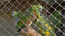 Unreleaseable Blue fronted amazon (Amazona aestiva) in cage, showing signs of feather picking, confiscated from illegal wildlife trade, Brazil.