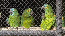 Unreleaseable Blue fronted amazon (Amazona aestiva) in cage, confiscated from illegal wildlife trade, Brazil.