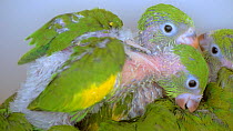 Close-up of Yellow chevroned parakeet (Brotogeris chiriri) chicks and a Peach fronted parakeet (Aratinga aurea) chick in a cage, confiscated from illegal wildlife trade, Brazil.