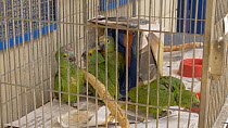 Blue fronted amazon (Amazona aestiva) chicks in a rehabilitation centre, confiscated from illegal wildlife trade, Brazil.