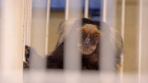 Common marmoset (Callithrix jacchus) in a cage in a rehabilitation centre, confiscated from illegal wildlife trade, Brazil.