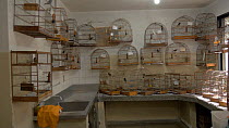 Various Songbirds (Passerine) in cages, confiscated from illegal wildlife trade, Brazil.