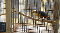 Red breasted toucan (Ramphastos dicolorus) in cage, confiscated from illegal wildlife trade, Brazil.