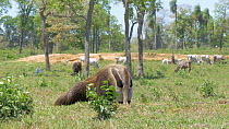 Giant anteater (Myrmecophaga tridactyla) feeding, with cattle in the background, Pantanal, Mato Grosso do Sul, Brazil.