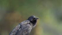 Chopi blackbird (Gnorimopsar chopi) calling, Pantanal, Mato Grosso do Sul, Brazil.