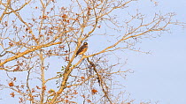 Roadside hawk (Buteo magnirostris) perched in a tree, Pantanal, Mato Grosso do Sul, Brazil.