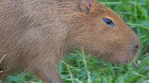 Close-up of a Capybara (Hydrochoerus hydrochaeris) walking, Pantanal, Mato Grosso do Sul, Brazil.
