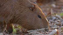 Capybara (Hydrochoerus hydrochaeris) feeding, Pantanal, Mato Grosso do Sul, Brazil.