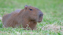 Capybara (Hydrochoerus hydrochaeris) resting, Pantanal, Mato Grosso do Sul, Brazil.