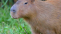 Tilt shot up to a Capybara (Hydrochoerus hydrochaeris), Pantanal, Mato Grosso do Sul, Brazil.
