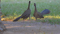 Two Chaco chachalacas (Ortalis canicollis) fighting, Pantanal, Mato Grosso do Sul, Brazil.