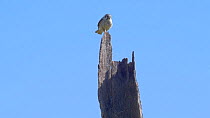 American kestrel (Falco sparverius) taking off from perch, Pantanal, Mato Grosso do Sul, Brazil.