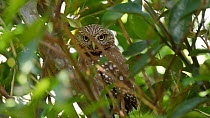 Ferruginous pygmy owl (Glaucidium brasilianum) in a tree, Pantanal, Mato Grosso do Sul, Brazil.