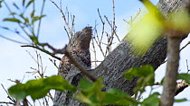 Great potoo (Nycibius grandis) resting during the day on a tree, Pantanal, Mato Grosso do Sul, Brazil.