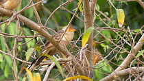 Group of Guira cuckoos (Guira guira) in a tree, Pantanal, Mato Grosso do Sul, Brazil.