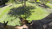 Narrow billed woodcreeper (Lepidocolaptes angustirostris) leaving nest , Pantanal, Mato Grosso do Sul, Brazil.