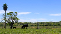Timelapse of cattle moving in Pantanal landscape, Mato Grosso do Sul, Brazil.