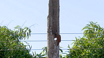 Great rufous woodcreeper (Xiphocolaptes major) arriving at dead palm tree containing its nest, Pantanal, Mato Grosso do Sul, Brazil.