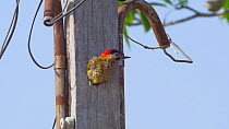 Green barred woodpecker (Chrysoptilus melanochloros) at the entrance of the nest, Pantanal, Mato Grosso do Sul, Brazil.