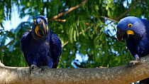 Two Hyacinth macaws (Anodorynchus hyacinthus) calling and flapping wings in a tree, Pantanal, Mato Grosso do Sul, Brazil.