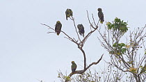 Group of Blue-fronted amazon parrots (Amazona aestiva) perched in tree after rain, Pantanal, Mato Grosso do Sul, Brazil.
