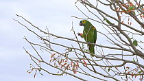 Blue-fronted amazon parrot (Amazona aestiva) feeding in tree, Pantanal, Mato Grosso do Sul, Brazil.